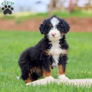 Kassidy, Bernedoodle Puppy