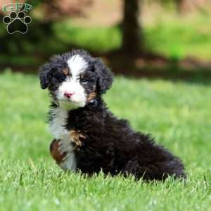 Kassidy, Bernedoodle Puppy