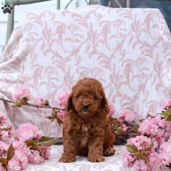 Katie, Cockapoo Puppy