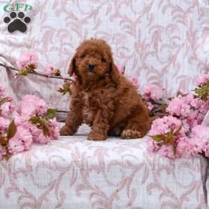 Katie, Cockapoo Puppy