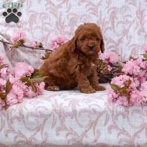 Katie, Cockapoo Puppy