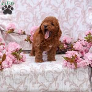 Katie, Cockapoo Puppy