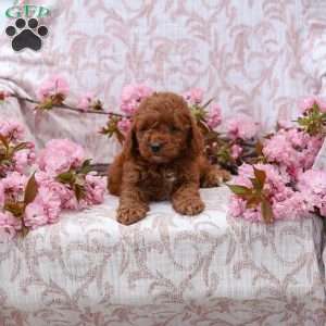 Katie, Cockapoo Puppy