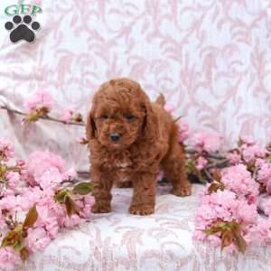 Katie, Cockapoo Puppy