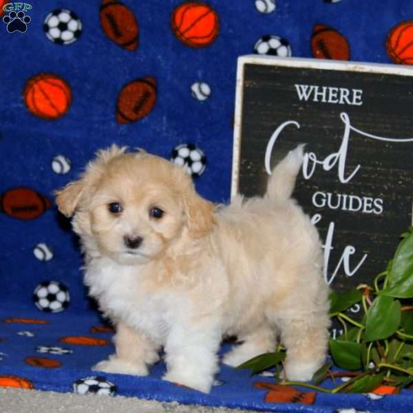 Kayla, Maltipoo Puppy