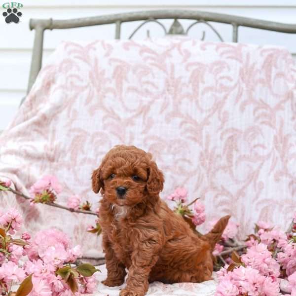 Kayla, Cockapoo Puppy