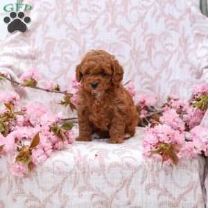 Kayla, Cockapoo Puppy