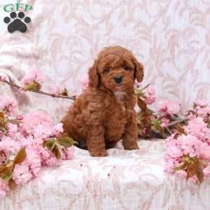 Kayla, Cockapoo Puppy