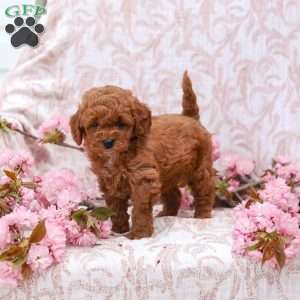 Kayla, Cockapoo Puppy
