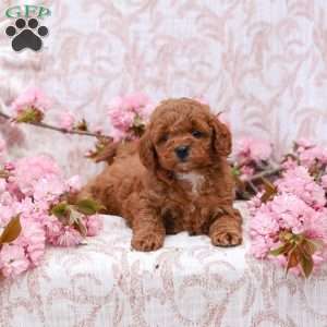 Kayla, Cockapoo Puppy