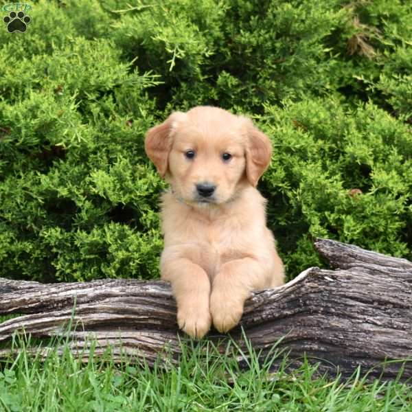 Kellogg, Golden Retriever Puppy