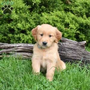 Kellogg, Golden Retriever Puppy