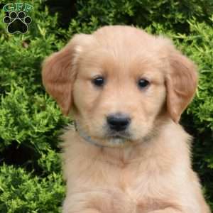 Kellogg, Golden Retriever Puppy