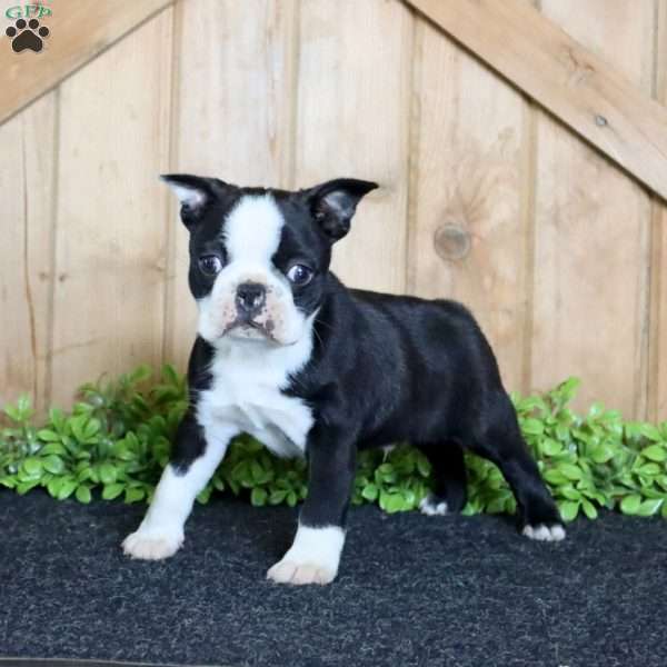 Kenny, Boston Terrier Puppy