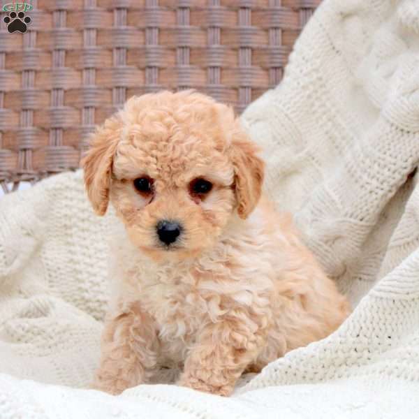 Kenzi, Bich-Poo Puppy