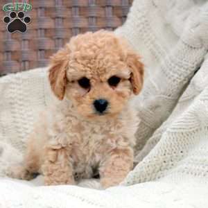 Kenzi, Bich-Poo Puppy