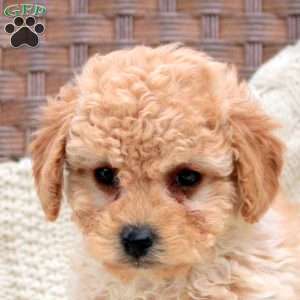 Kenzi, Bich-Poo Puppy