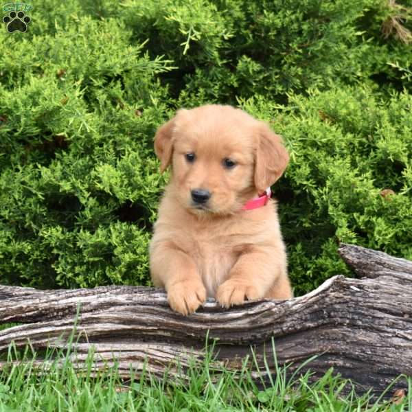 Kenzie, Golden Retriever Puppy