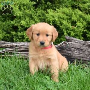 Kenzie, Golden Retriever Puppy