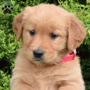 Kenzie, Golden Retriever Puppy