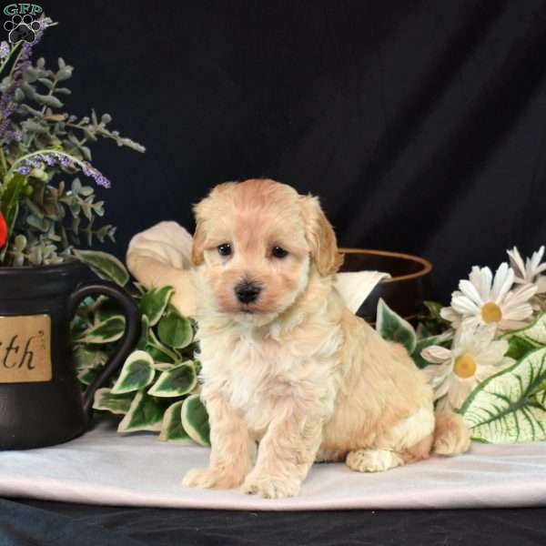 Kevin, Maltipoo Puppy