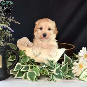 Kevin, Maltipoo Puppy