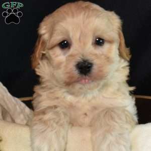 Kevin, Maltipoo Puppy