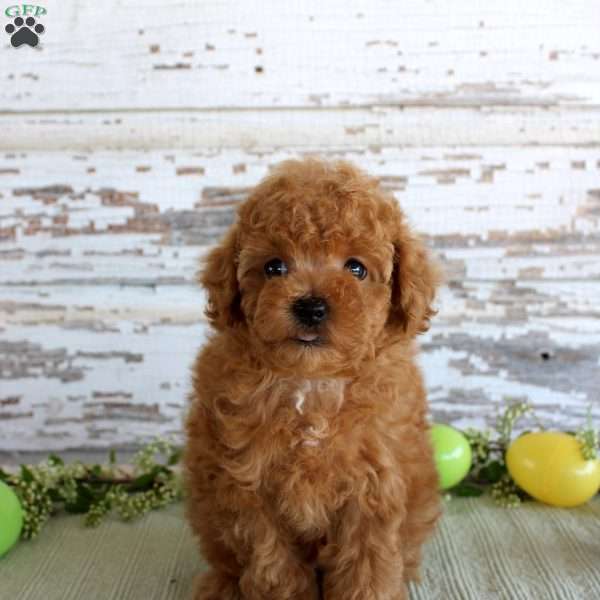 Kibble, Toy Poodle Puppy