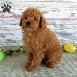 Kibble, Toy Poodle Puppy