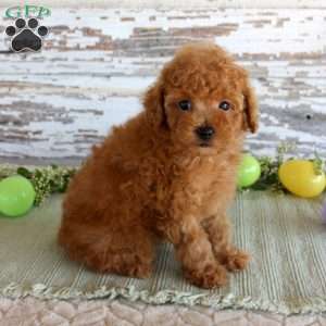 Kibble, Toy Poodle Puppy