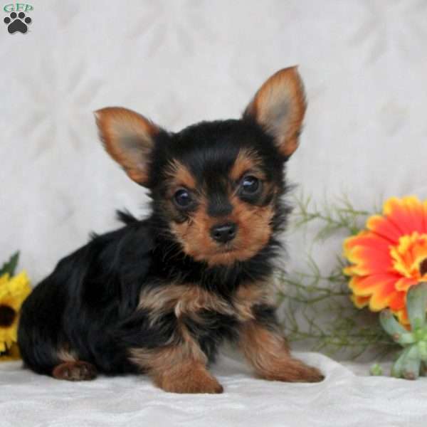 Kiera, Yorkie Puppy