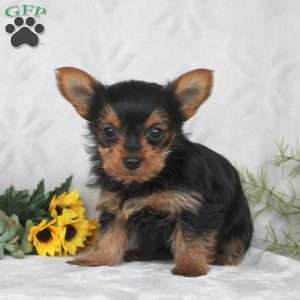 Kiera, Yorkie Puppy