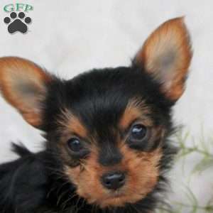 Kiera, Yorkie Puppy