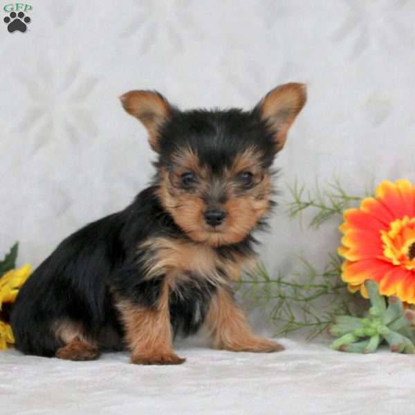 Killian, Yorkie Puppy