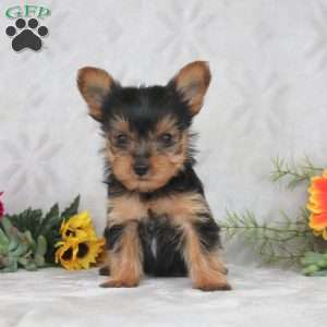 Killian, Yorkie Puppy