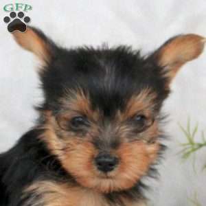 Killian, Yorkie Puppy