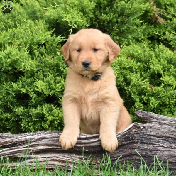 King, Golden Retriever Puppy