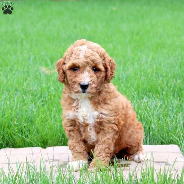 King, Mini Goldendoodle Puppy