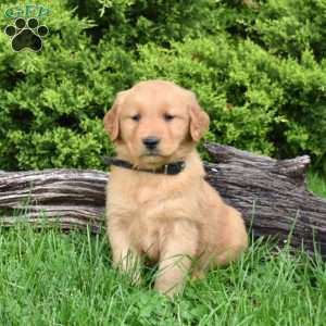 King, Golden Retriever Puppy