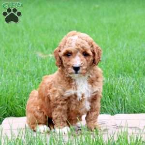 King, Mini Goldendoodle Puppy