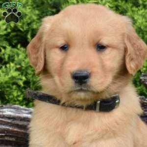 King, Golden Retriever Puppy