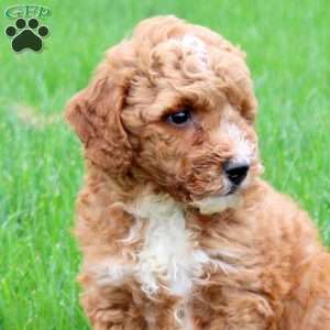 King, Mini Goldendoodle Puppy