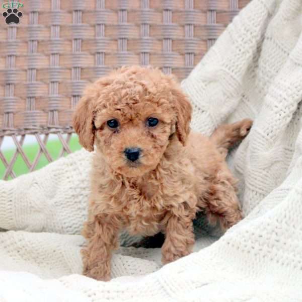 Kira, Bich-Poo Puppy