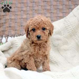 Kira, Bich-Poo Puppy