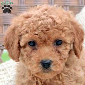 Kira, Bich-Poo Puppy