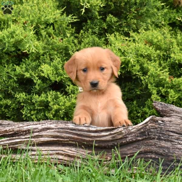 Kiwi, Golden Retriever Puppy