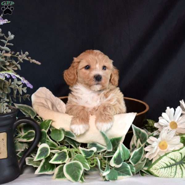 Kiwi, Maltipoo Puppy