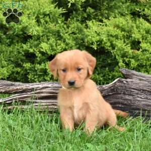 Kiwi, Golden Retriever Puppy