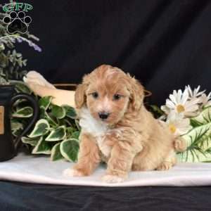 Kiwi, Maltipoo Puppy