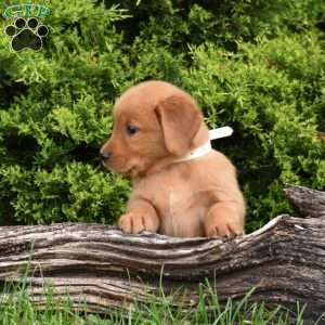 Kiwi, Golden Retriever Puppy